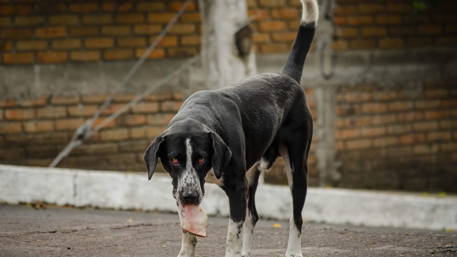 0507 perros de la calle (CHR) (1)